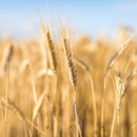 Contact the Whole Grain Promotion Association